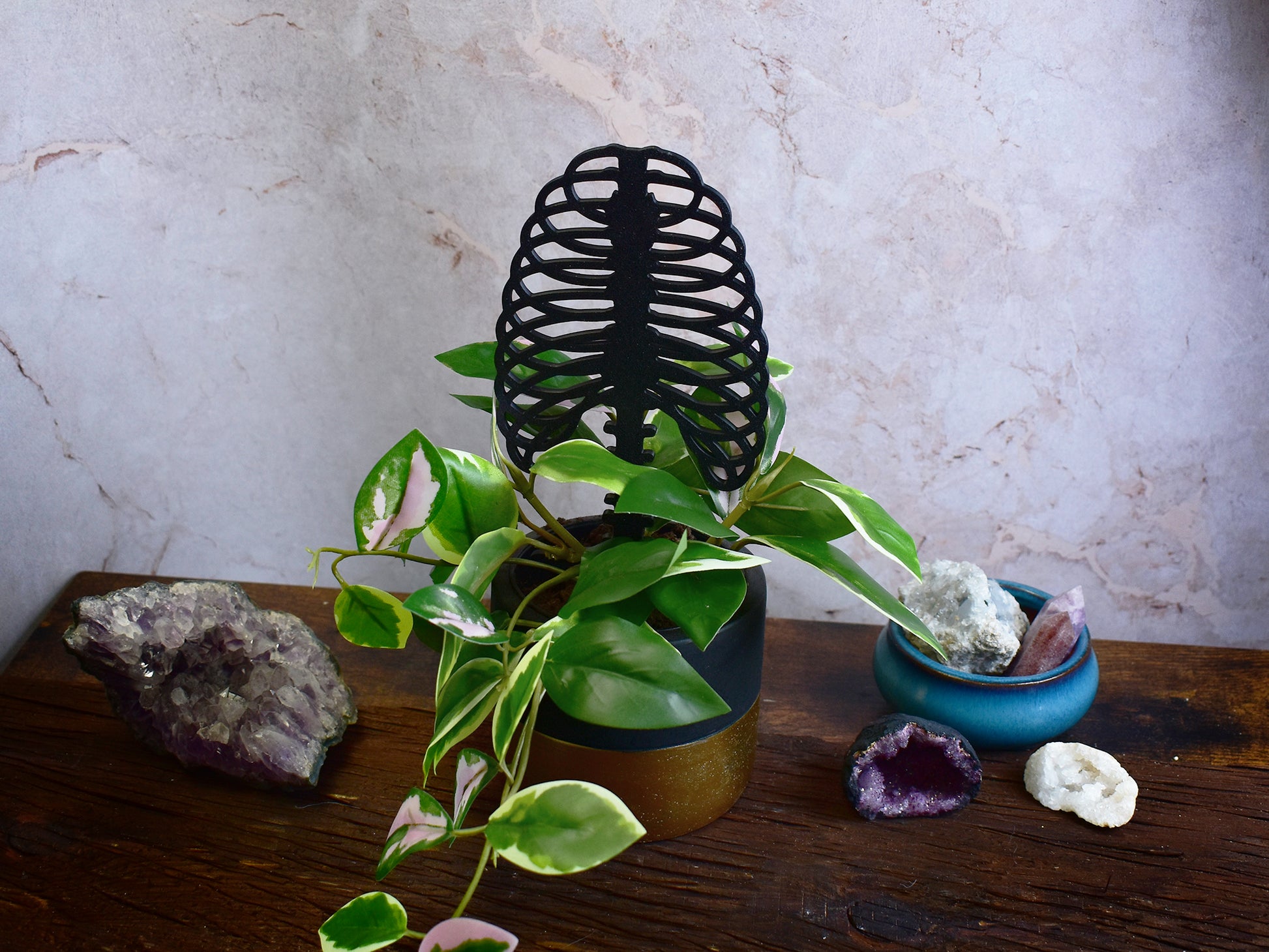 anatomical ribcage plant support for climbing houseplants