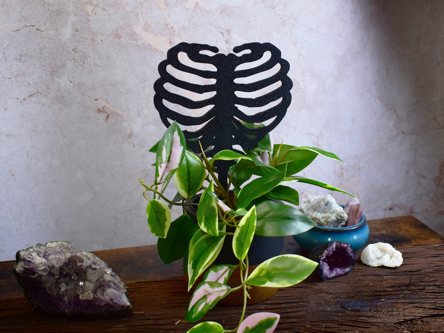 anatomical plant support shaped like human ribs for indoor pots